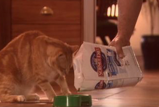 SPCA: Part of the family