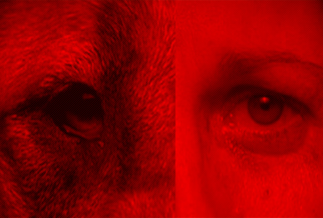 SPCA